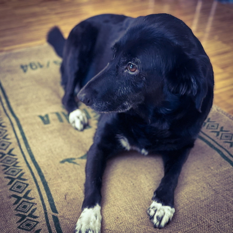 Hundebett - in schön.